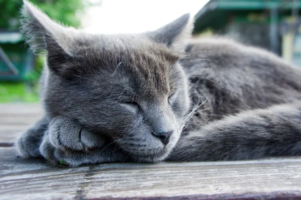 Gattino di razza blu russa — Foto Stock