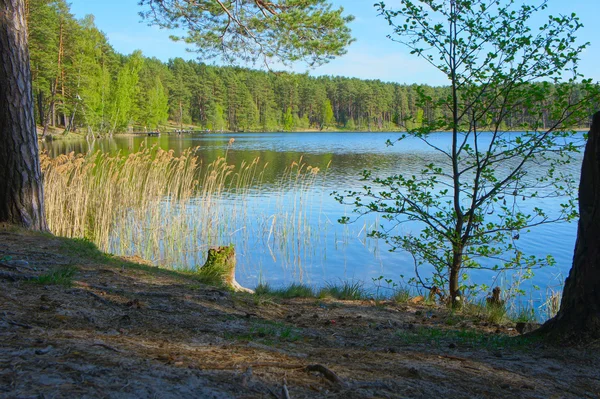 Jezioro w lesie — Zdjęcie stockowe