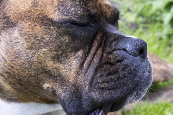 Boxer köpek yavrusu uyku — Stok fotoğraf