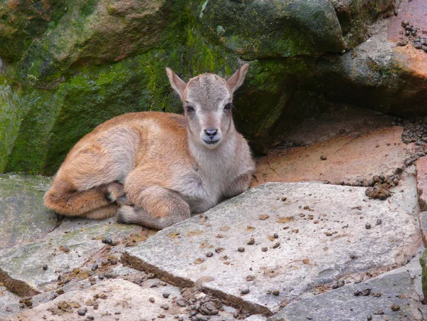 stock image Deer fawn