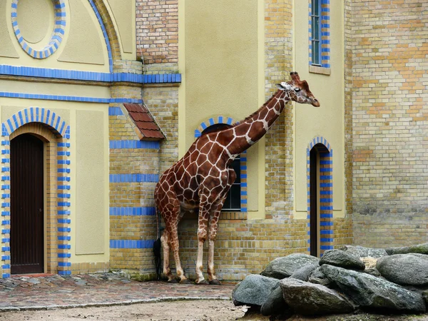 Jirafa en el zoológico —  Fotos de Stock