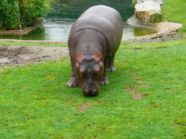 Młode hipopotam — Zdjęcie stockowe