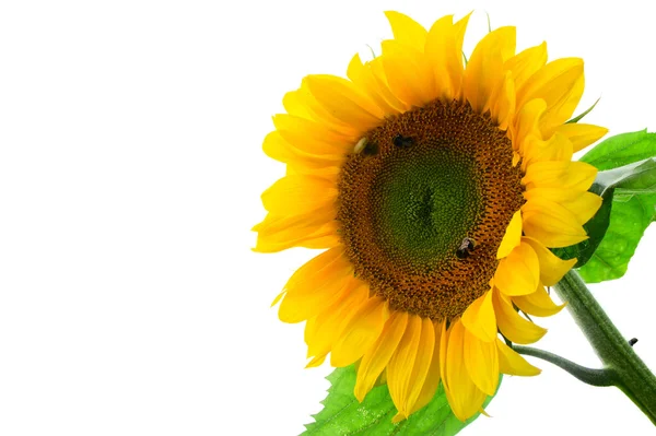Gelbe Sonnenblume isoliert auf Weiß — Stockfoto