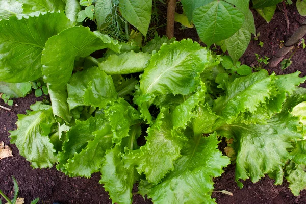Bed met een groene salade — Stockfoto