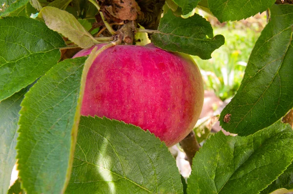 stock image Apple on the tree