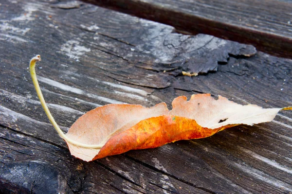 Folha de outono em uma mesa de madeira — Fotografia de Stock