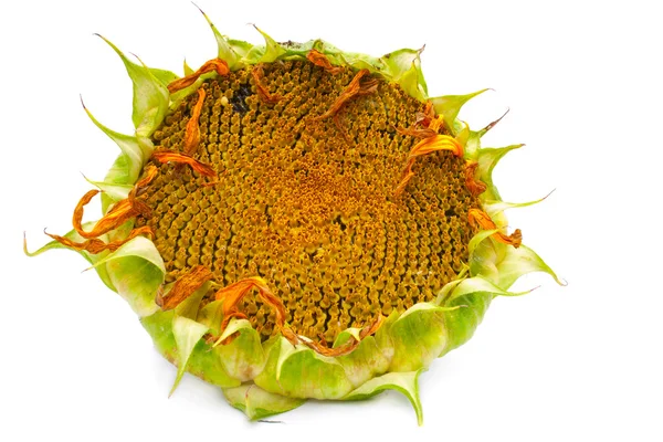 Reife Sonnenblume — Stockfoto