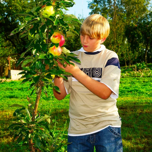 Αγόρι στο μήλο οπωρώνα — Φωτογραφία Αρχείου