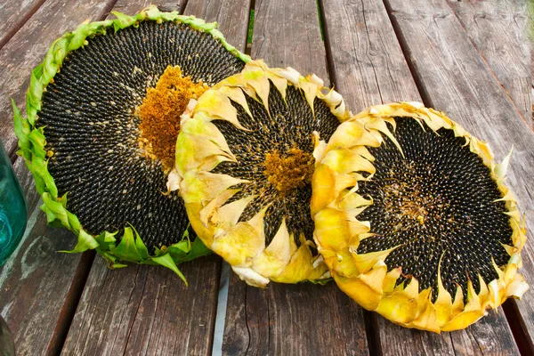 Tři zralé slunečnice — Stock fotografie