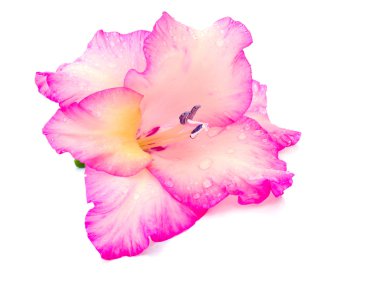 Pink gladiolus clipart