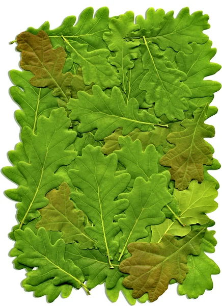 Листья дуба — стоковое фото
