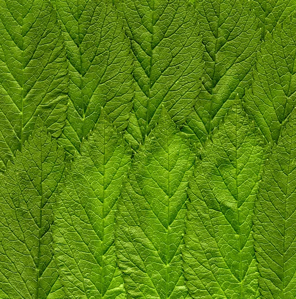 Hojas de ortiga verde — Foto de Stock