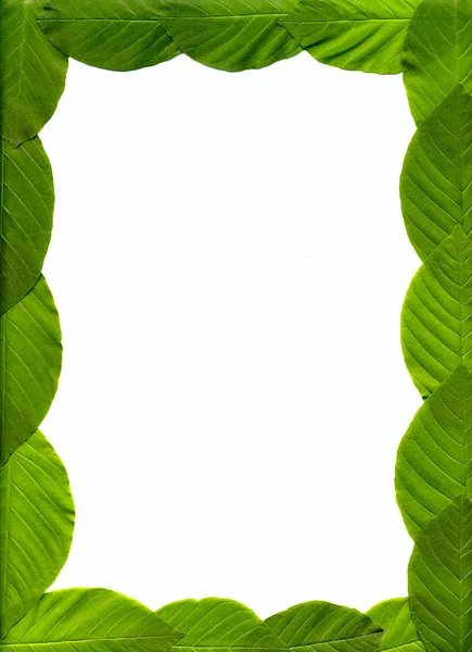 Green Leaves — Stock Photo, Image