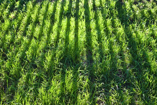 stock image Grass forming a carpet of greens