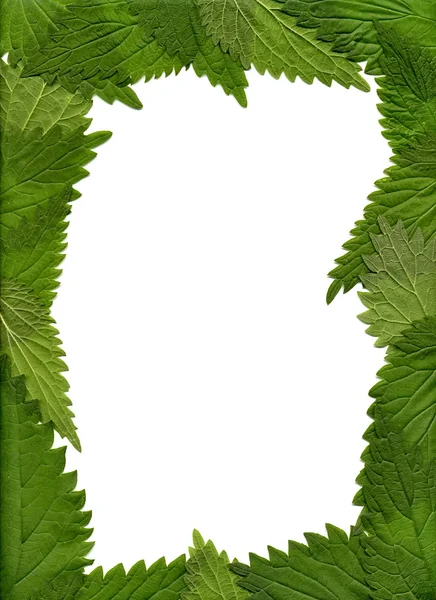 Grüne Brennnesselblätter — Stockfoto