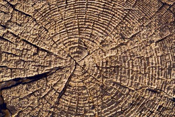 木の質感 — ストック写真