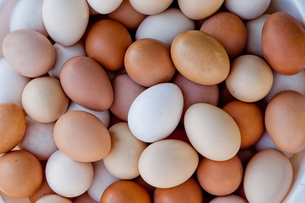 stock image Many eggs