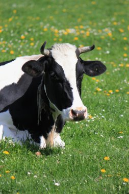 Cow of Fribourg canton, Switzerland, clipart