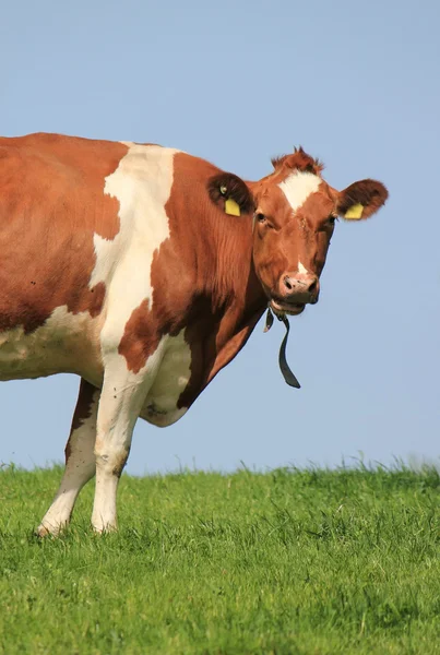 Poloviční kráva — Stock fotografie