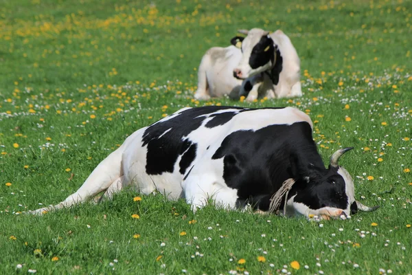 Cows of Fribourg canton, Switzerland, resting — Stock Photo, Image