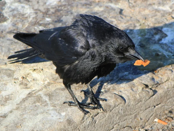 Crow holding food — Stock Photo, Image