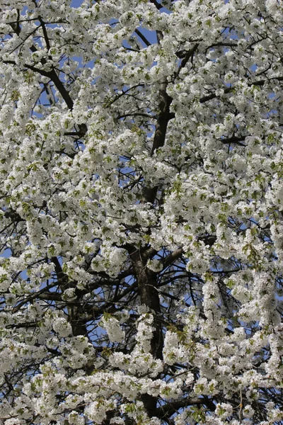 White flowers on a tree — Stock Photo, Image