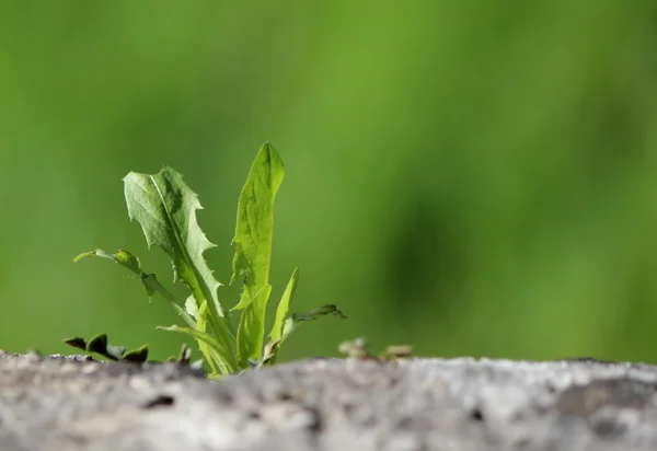 Alive plant on a wall — Stock Photo, Image