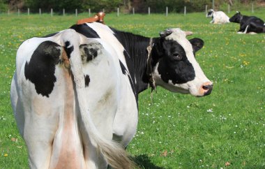 Cows of Fribourg canton, Switzerland clipart