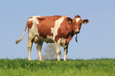 Standing cow clipart