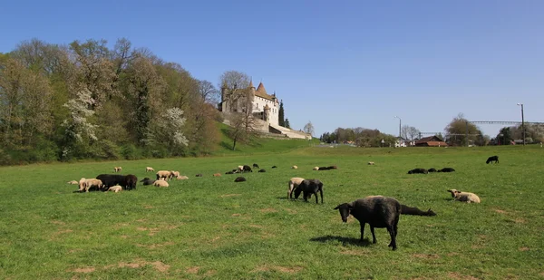 Antiguo castillo de Oron, cantón de Vaud, Suiza —  Fotos de Stock