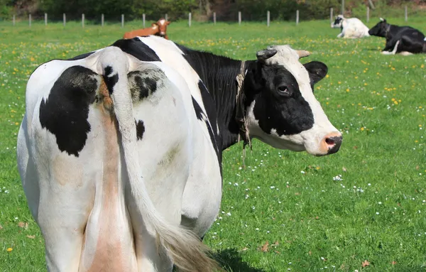 Vacas do cantão de Friburgo, Suíça — Fotografia de Stock