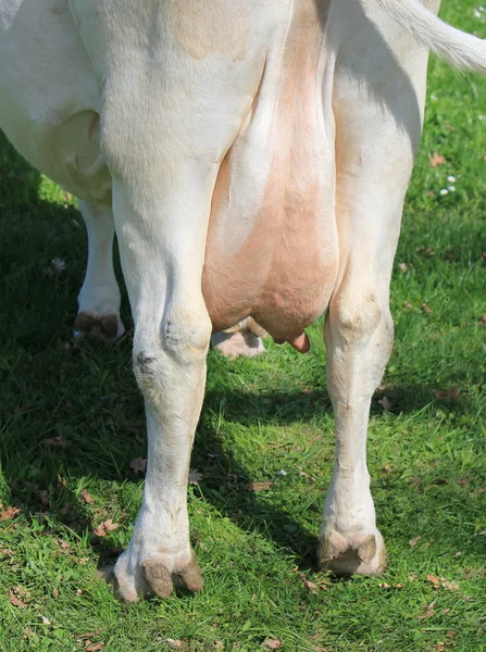 Les mamelles d'une vache — Photo