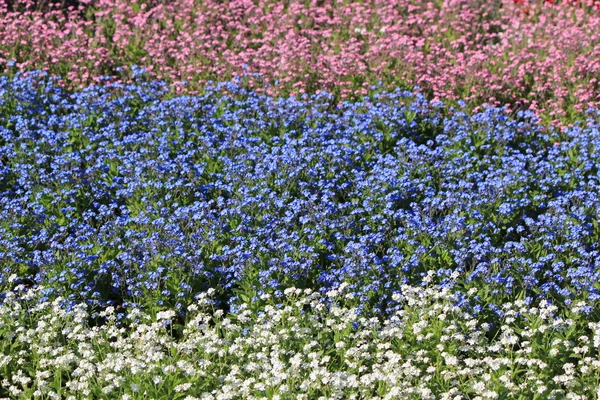 Kolor kwiatów — Zdjęcie stockowe