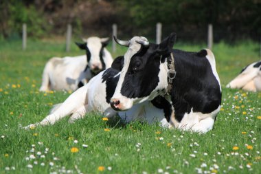 Cows of Fribourg canton, Switzerland, clipart