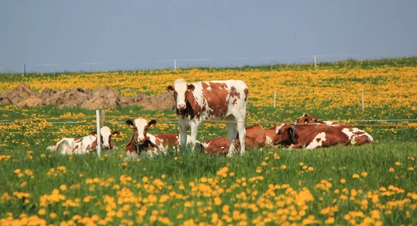 Vaches du canton de Fribourg, Suisse, au repos — Photo