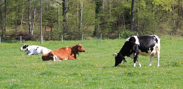 Коровы кантона Фрибур, Швейцария, отдыхающие — стоковое фото