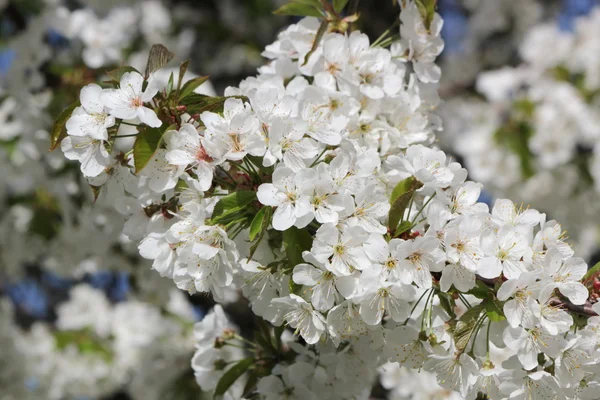 Flori albe pe un măr — Fotografie, imagine de stoc