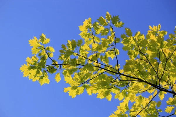 Frunze de stejar — Fotografie, imagine de stoc