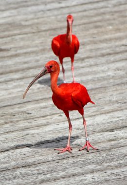 Scarlet red ibis clipart