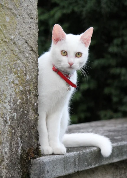 Bílá kočka na zeď — Stock fotografie