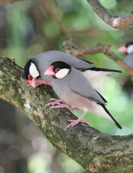 Java padda oiseaux — Photo