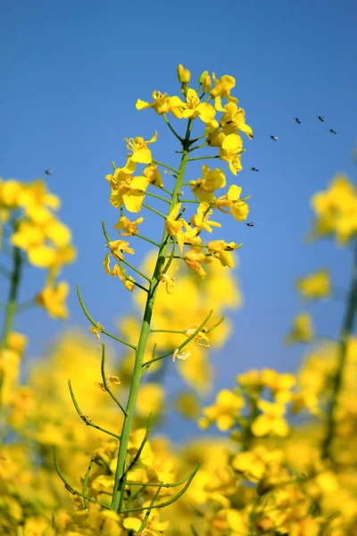 Stock image Colza flower