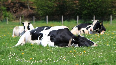 Cows of Fribourg canton, Switzerland, resting clipart