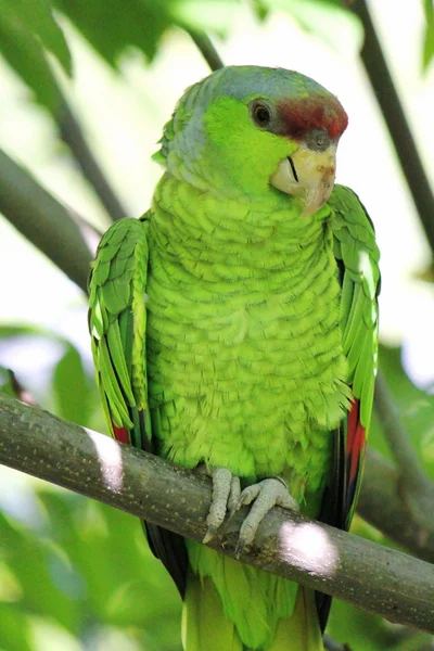 Military green parrot standing on a branch — Stock Photo, Image
