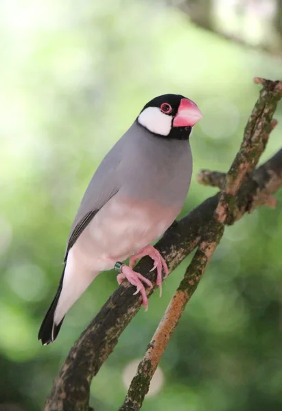 Java padda 鸟 — 图库照片