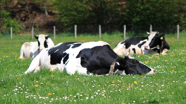 Koeien van fribourg kanton, Zwitserland, rust — Stockfoto