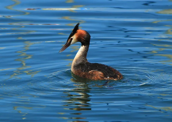 Great crested grebe duck — Stock Photo, Image