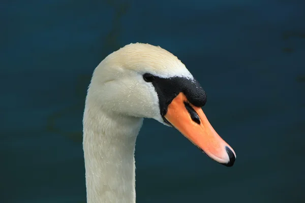 Cabeça de um cisne — Fotografia de Stock