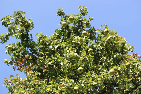 Äpplen på ett träd — Stockfoto
