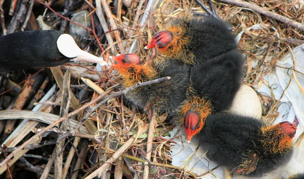 Coot pato fêmea alimentando seus patinhos — Fotografia de Stock